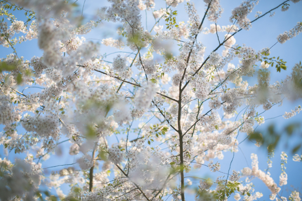 tombouctou-claudie-prierlot-blossoms-central-park--copie-1.jpg