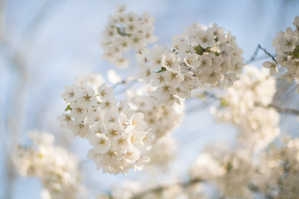 tombouctou-claudie-prierlot-blossoms-central-park--copie-1.jpg