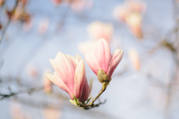 tombouctou-claudie-prierlot-blossoms-central-park-nyc---PAU.jpg